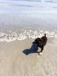 Dog walking on beach