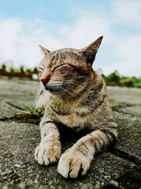 Close-up of a cat that is closing its eyes