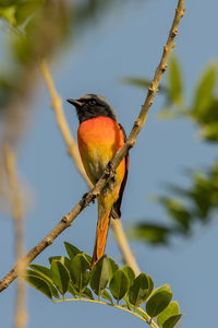 Close-up of bird perching on branch