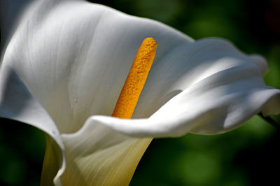 Close-up of white day lily blooming outdoors