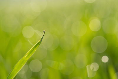 Close-up of green plant