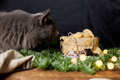 Traditional holiday baking. the cat wants to eat freshly baked vanilla nut cookies. 