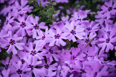 Close-up of pink flowering plants