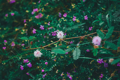 Close-up of pink flowering plants on land
