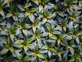 High angle view of flowering plants