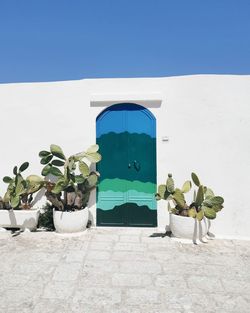 Potted plant against white wall of building