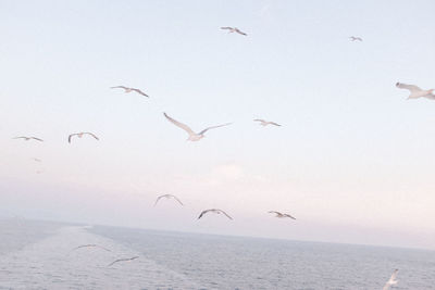 Seagulls flying over sea against clear sky