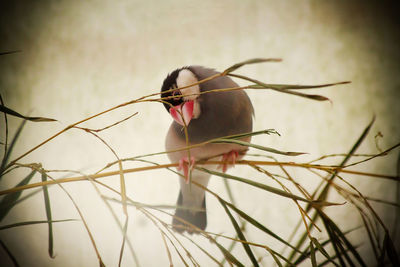 Close-up of bird on pink flower