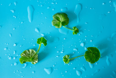 Close-up of water drops on leaves