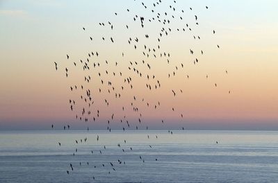 Birds flying over sea against sky during sunset