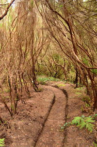 Full frame shot of trees on landscape