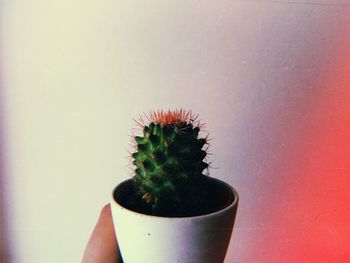 Close-up of hand holding potted plant against red background