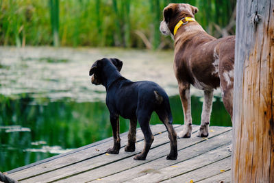 Dogs standing on wood against lake