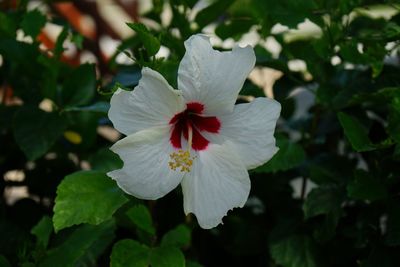 Close-up of white hibiscus blooming outdoors
