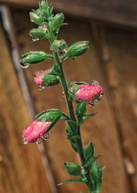 Close-up of pink flowers blooming outdoors