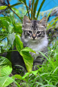 Portrait of a cat on grass