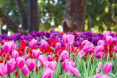 Close-up of pink tulips in park