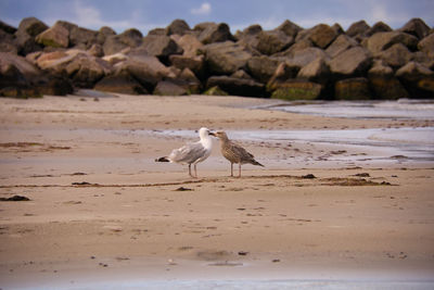 Seagulls on beach
