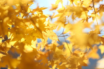 Close-up of yellow maple leaves