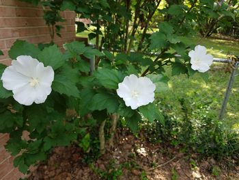 Close-up of white flowers