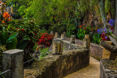 Footpath amidst flowering plants at park