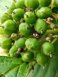 Close-up of fruits growing on plant