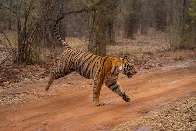 Tiger walking on field