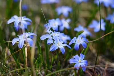 Close-up of purple flowering plants on land