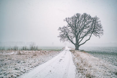 Road amidst bare trees on field during winter