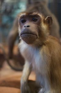 Close-up of monkey