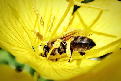 Close-up of bee pollinating on yellow flower