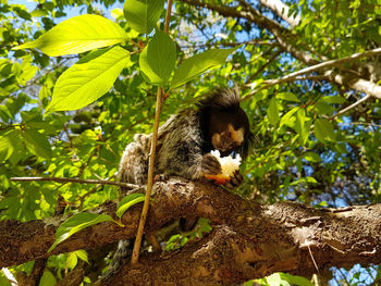 Low angle view of squirrel on tree