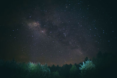 Trees against starry sky at night