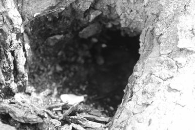 Close-up of tree trunk