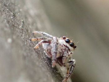 Close-up of spider