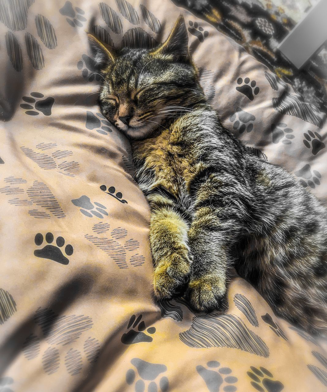 HIGH ANGLE VIEW OF TABBY RESTING ON BED