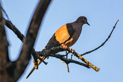 Low angle view of bird perching on branch against sky