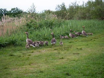 Flock of birds on field