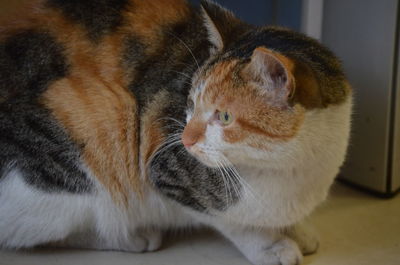 Close-up of a cat with eyes closed