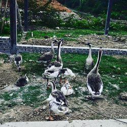 Ducks at lakeshore
