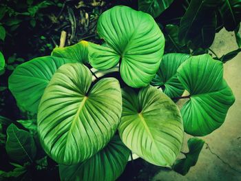 High angle view of green leaves on plant