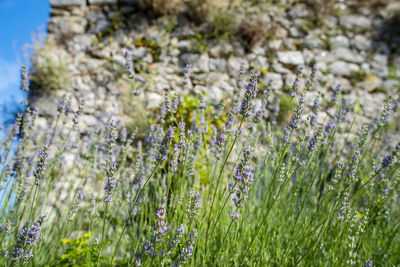 Close-up of purple flowering plants on field