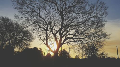 Silhouette of bare trees against sunset