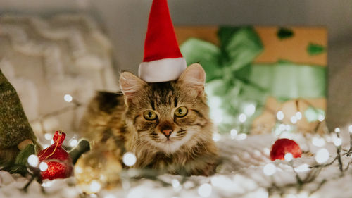 One kitten sitting on the bed at night with a santa claus hat and a burning garland.