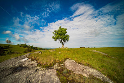 Tree on field against sky