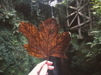 Close-up of hand holding maple leaf