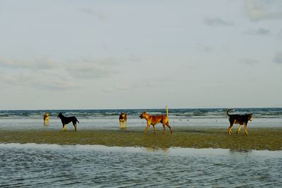 Horses on beach