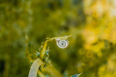Close-up of butterfly on plant