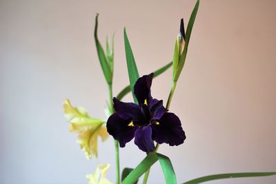 Close-up of flower against blurred background