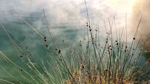 Close-up of stalks in field against sky